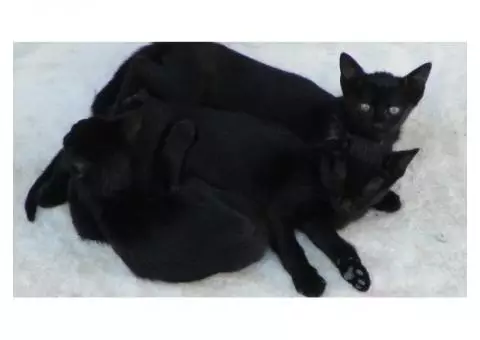 3 black kittens